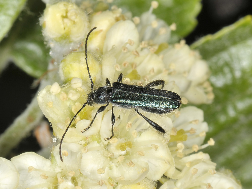 Callimus angulatus (cerambycidae)